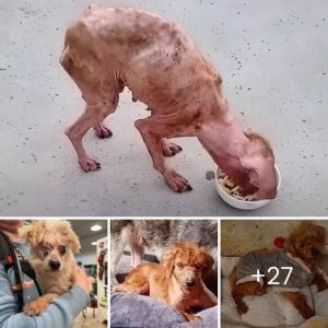 The аmаzіпɡ transformation of a skinny dog rescued by heroes.nb