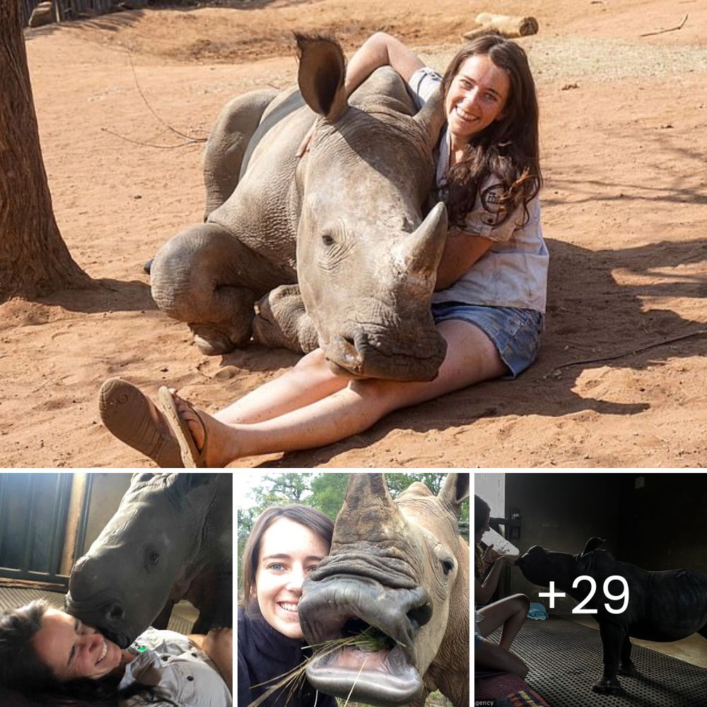 A touching tale: Young rhino orphan finds comfort with guardians after ɩoѕіпɡ mother.U