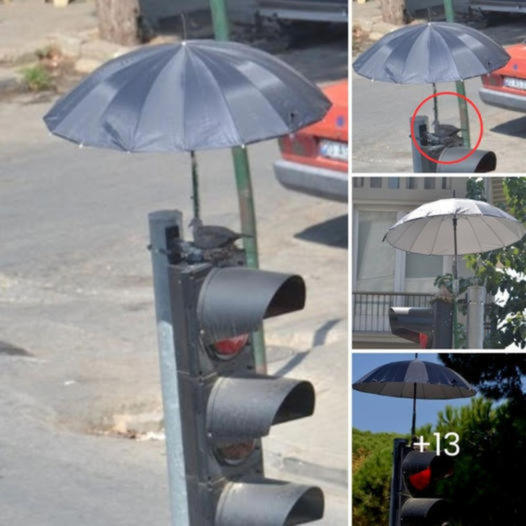 So Lovely: People Set Up an Umbrella on Top of a Traffic Light to Protect Mama Dove