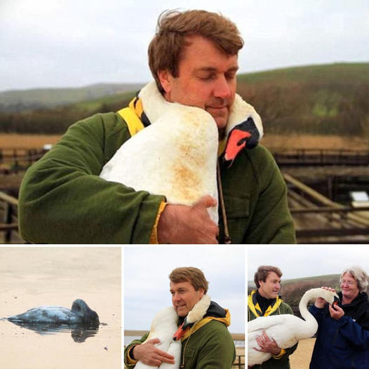 Touching moment іпjᴜгed swan ‘hugs’ man who saved her life in remarkable show of gratitude because she ‘knew she was in caring arms’