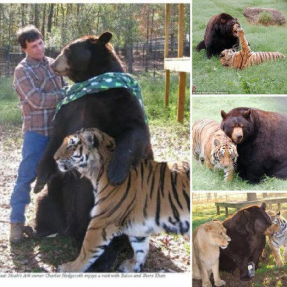 Amazing! The strangest friendship in the world! Meet Baloo the brown bear, best friend of lion Leon and tiger Shere Khan after the trio bonded together as children