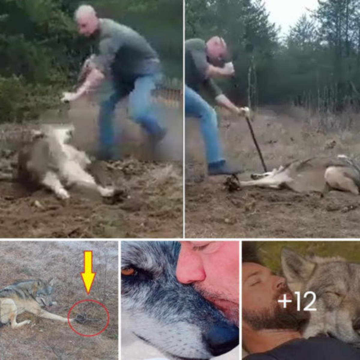 In the viral clip, wolf’s front leg can be seen trapped in trap, and a lone man is working to free it.