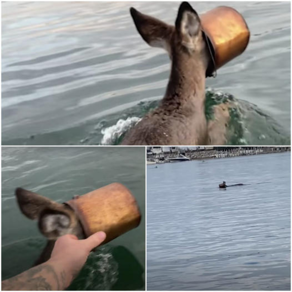 Acts of Courage: Man Plunges into Freezing Water to Rescue Deer with Bucket Stuck on Its Head