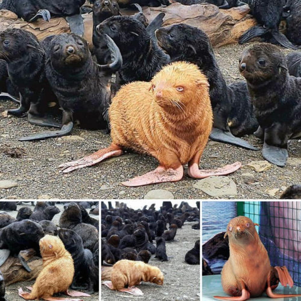 “You’re beautiful, believe me” Biologist Steps In to Help ‘Ginger Ugly Duckling’ Seal Pup, Bringing Hope to One Lonely Outcast in the Colony