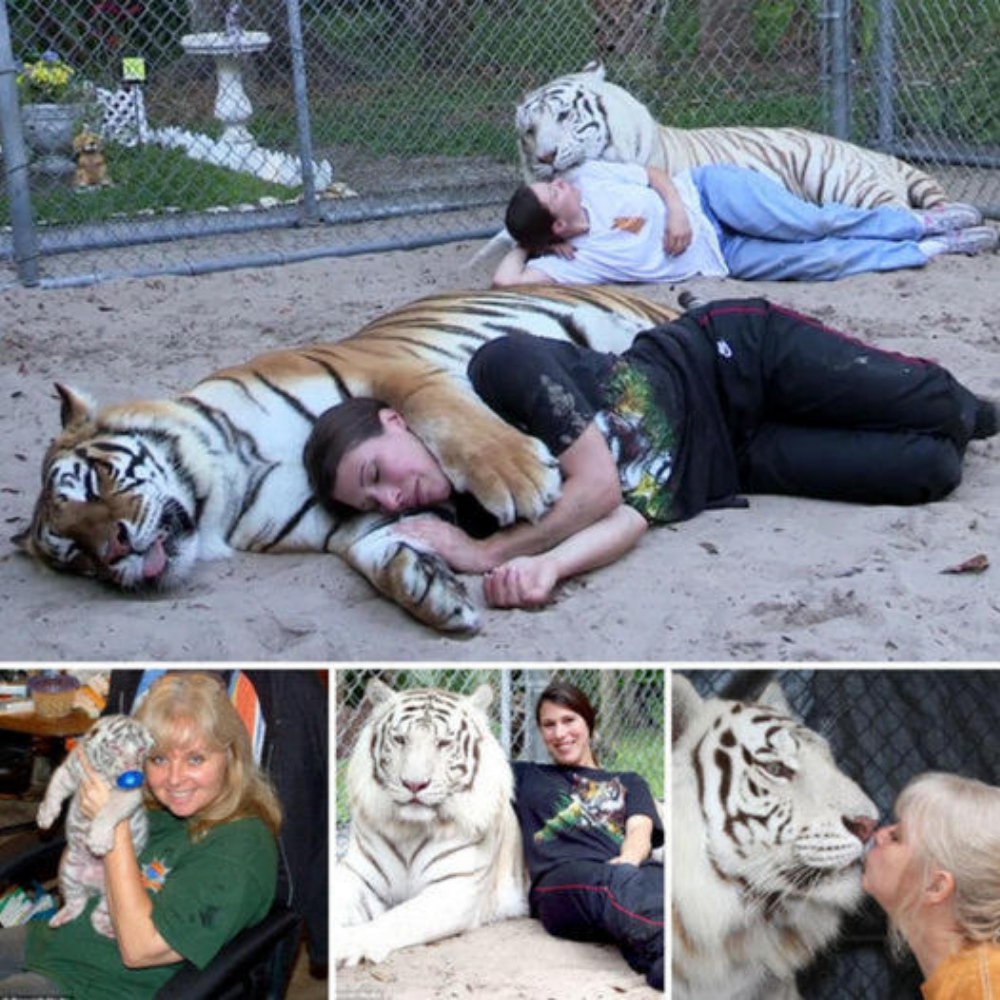 The Florida woman kept a 600-pound male white Bengal tiger and Janda, a 400-pound female orange Bengal tiger, and treated them like normal pets by petting, cuddling them and even even kiss them.