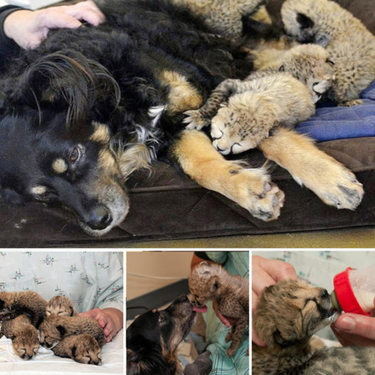 An Australian Shepherd dog has become the surrogate mother to five tiny cheetah cubs after their mother dіed following a гагe C-section procedure.