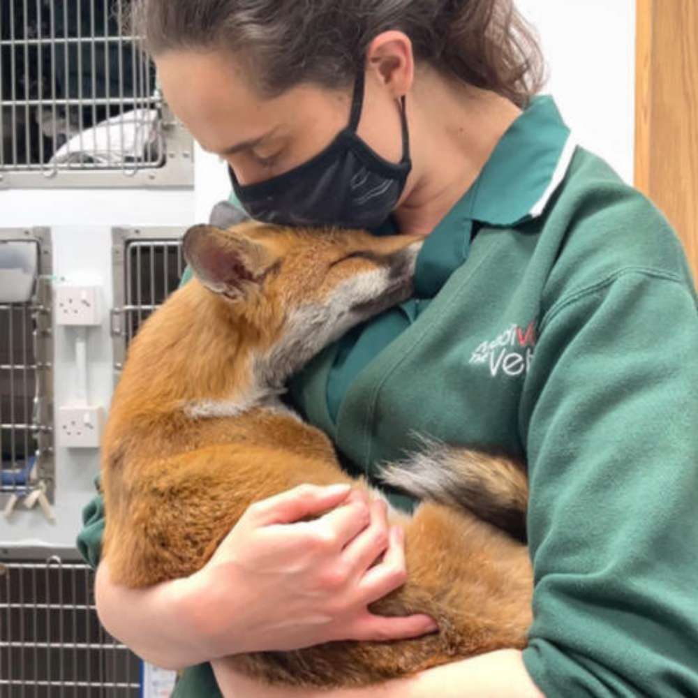 “Baby, Do you feel better?”- Exhausted Fox Finds Comfort in a Veterinarian’s Arms, Revealing a Tearful Bond That Speaks Beyond Words