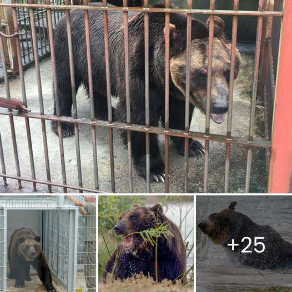 Starting a new life after 17 years: Ussuri Brown Bear Kai Tastes Freedom After an 18-Month British-Led Rescue, Walking Out of His Tiny Cage into a Brighter Future