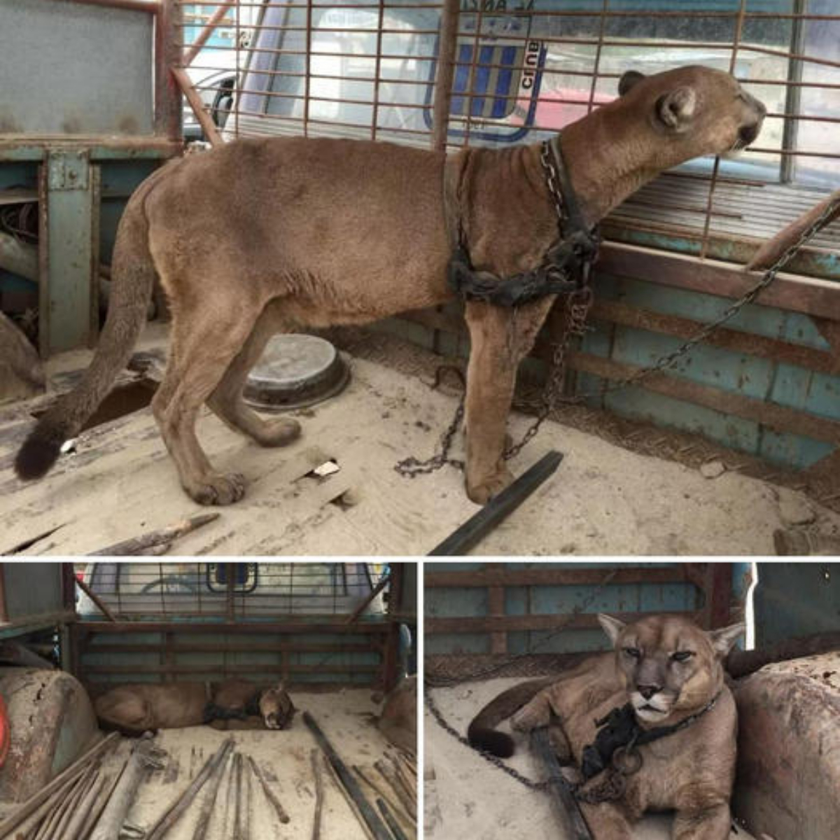 Too Late for Happy Ending! The loneliest mountain lion in the world chained to a truck for 20 years takes his first steps towards freedom