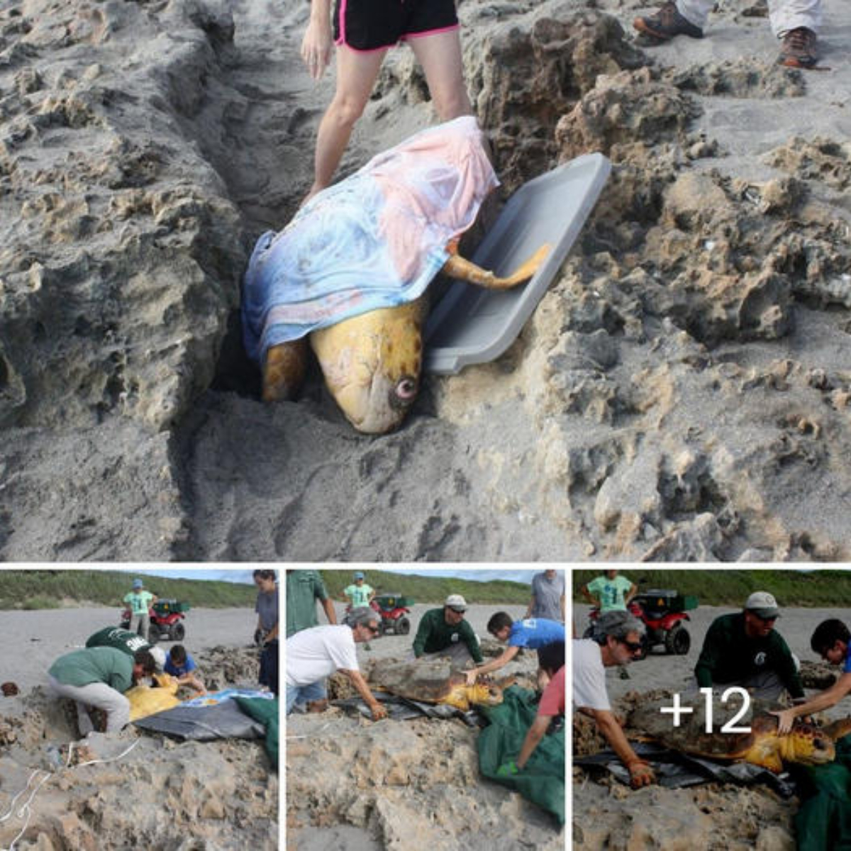 Sea Turtle Trapped Upside Down in Trench is Rescued in Time