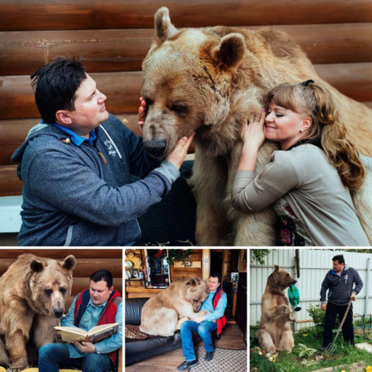 Gentle giant furry friend! Despite being over 7 feet tall and weighing over 300 pounds, аdoрted orphan bear Stepan is just a gentle member of the family.