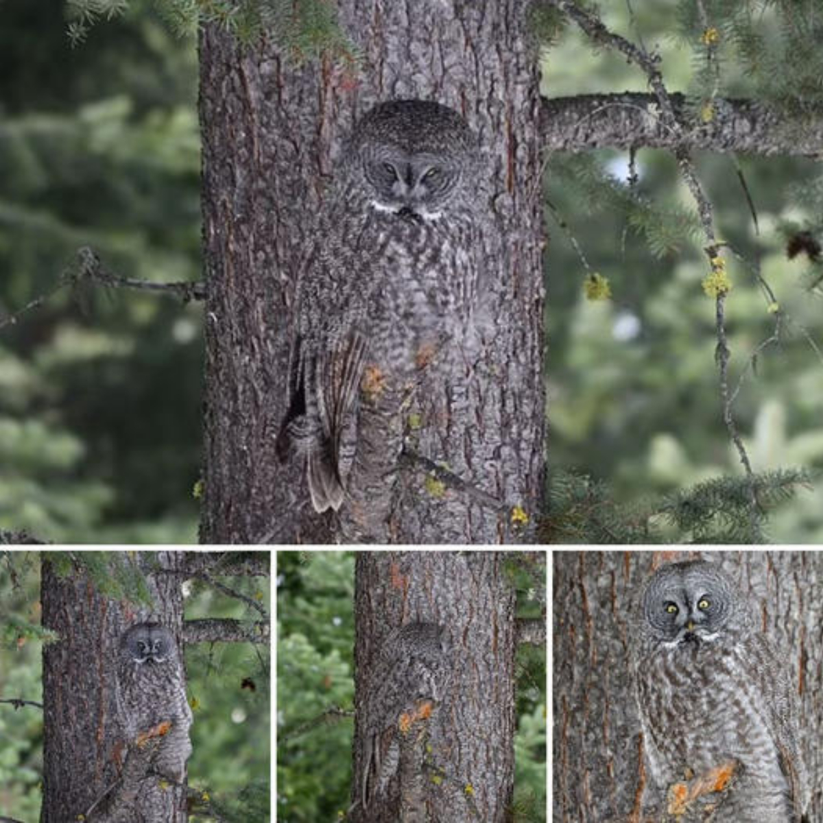 Unbelievable coincidence! If you’re looking for an owl, you could be forgiven for thinking you’re just seeing a tree