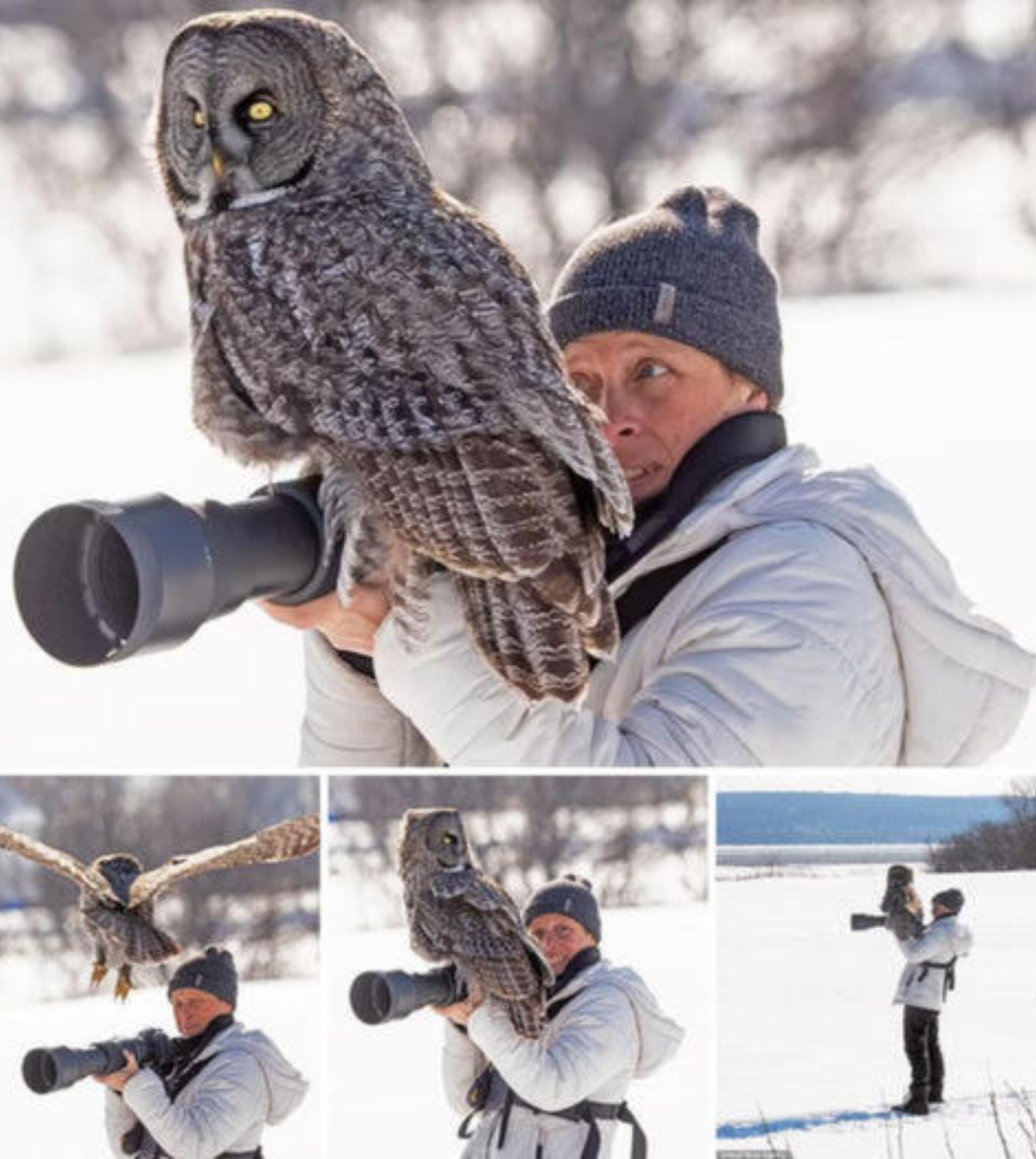 Nice to meet you! Incredible moment giant gray owl swoops in to take a close-up of photographer taking pictures and positions the lens inches from her face