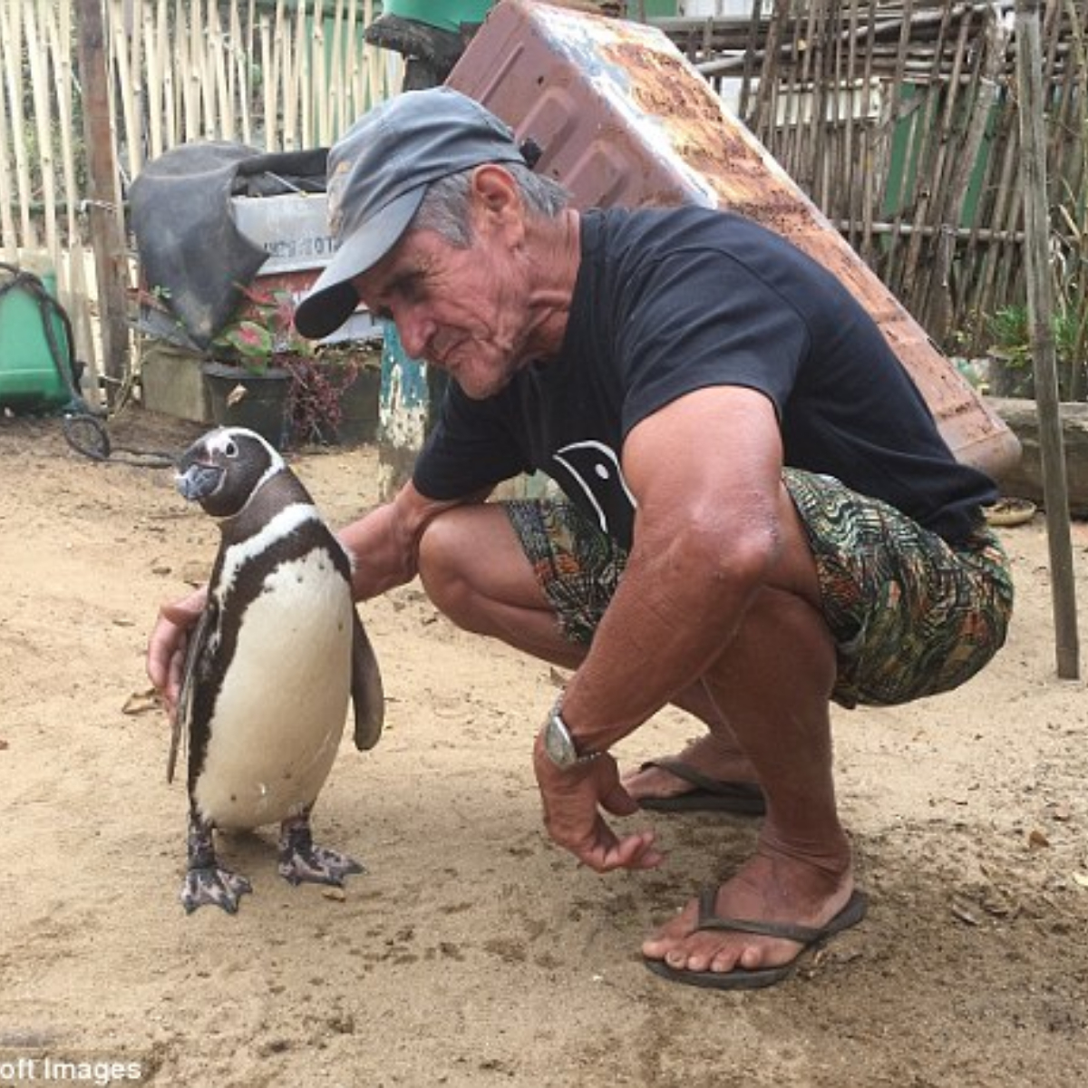 Unbelievable story friendship! Heartwarming moment a fisherman hugs his penguin friend, who swims 5,000 miles to see him every year after he saved his life more than 10 years ago