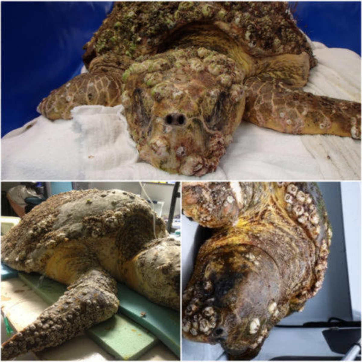 How Painful! Rescuers Gently Remove Over 100 Barnacles and 8 Pounds from Distressed Loggerhead Turtle, a Touching Display of Compassion