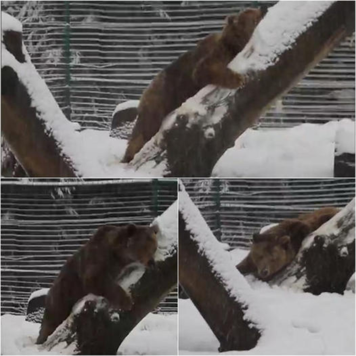 I Can’t Hold My Tear When Watching Video of Heartwarming Reunion as a Bear Plays in the Snow After 20 years in Captivity