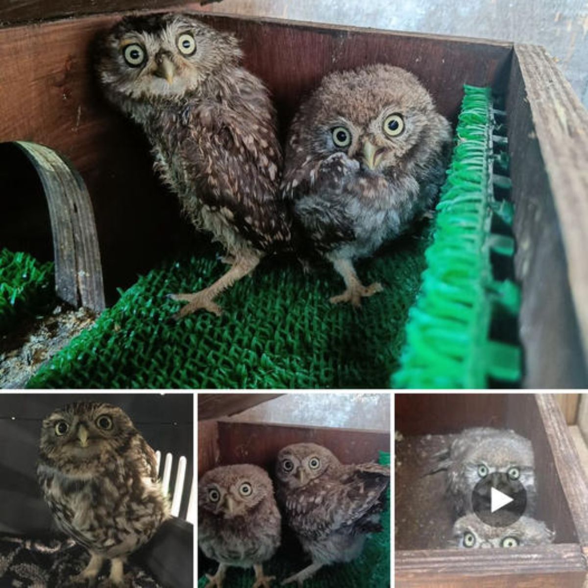 “Hello there! Where’re your tickets?” Meet Axl and Slash: Two Baby Owls Rescued from under Guns N’ Roses Stage, Now Safe and Sound