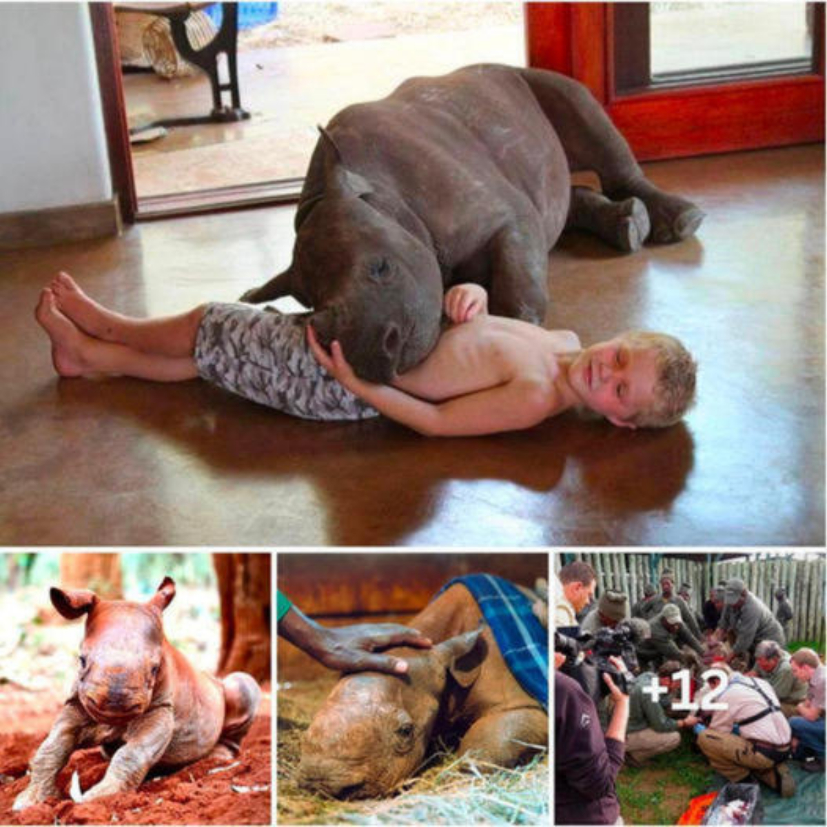 The orphaned rhinoceros has no memory of his mother or family. He does not dare to sleep alone and is cared for by his family after his mother passed away