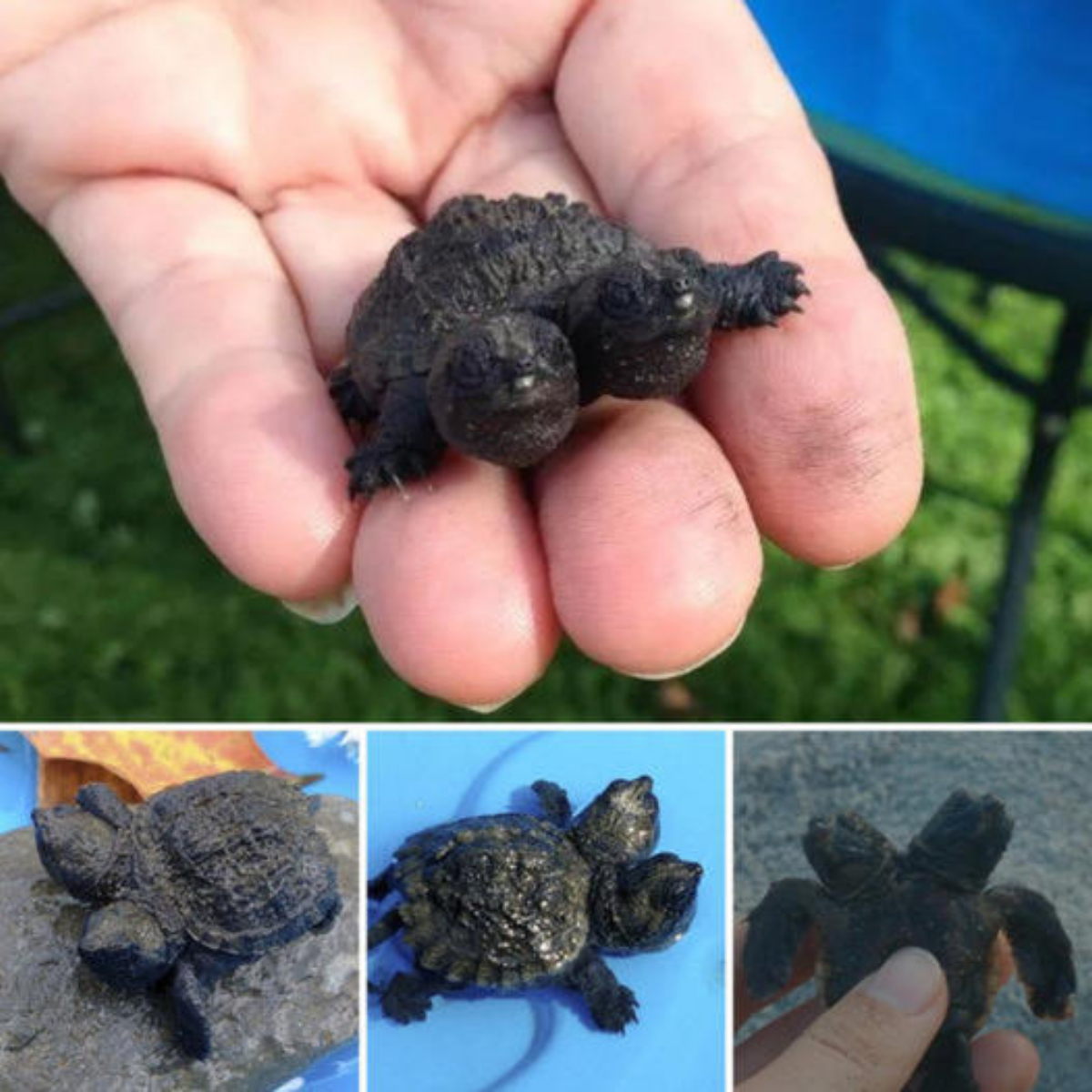 Heroic Woman Risks It All to Save Two-Headed Baby Turtle from a Busy Road. In a Heartwarming Twist, She Adorably Names It Frank and Stein