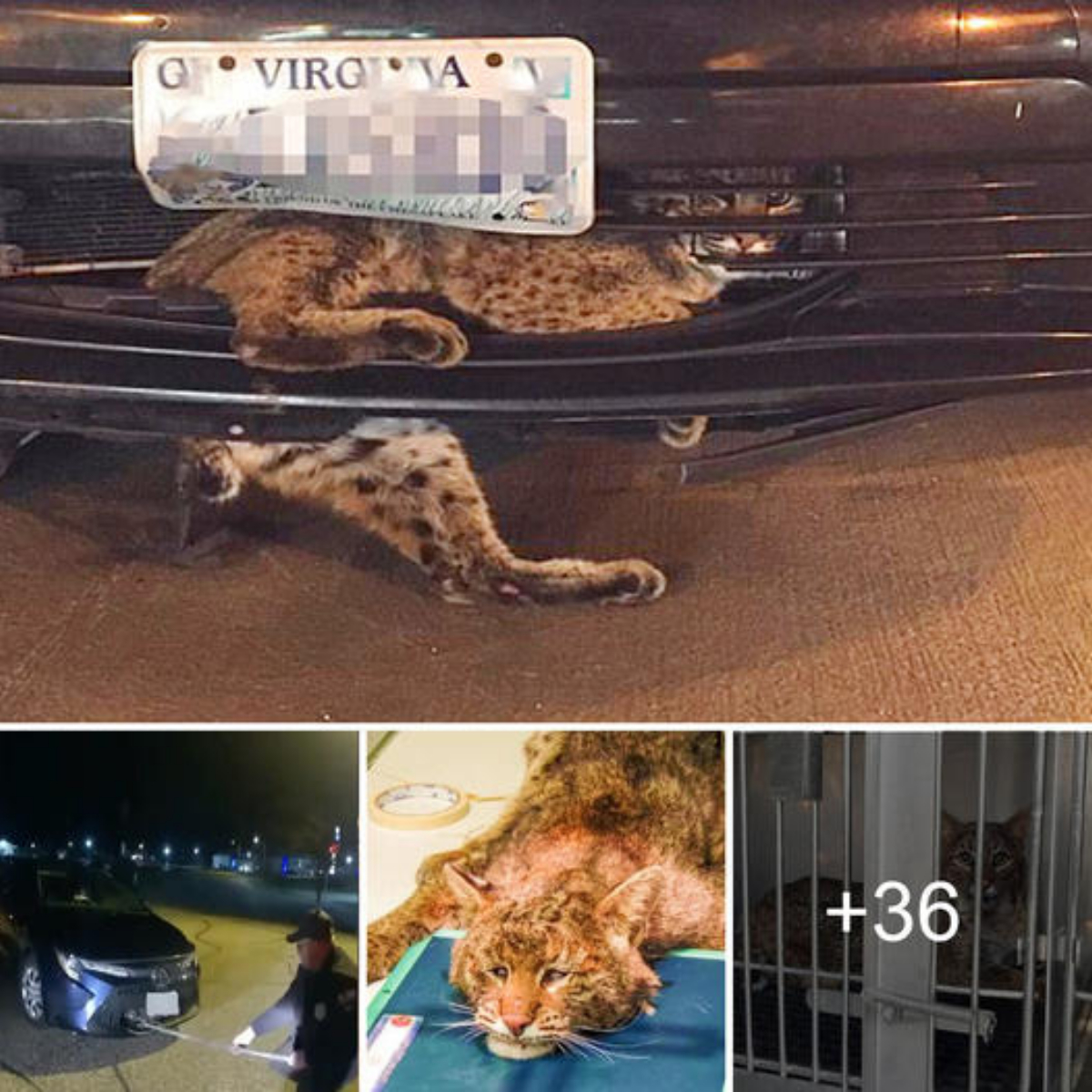 Unbelievable! A Wisconsin man unknowingly drove 50 miles with a leopard ѕtᴜсk in his car’s grille