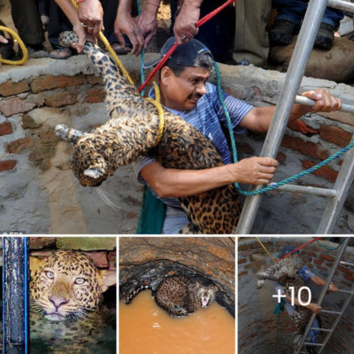 Amazing Rescue: Man Risks Life to Save the Leopard Trapped in Deep Well, Facing Perilous Encounter with the Wild