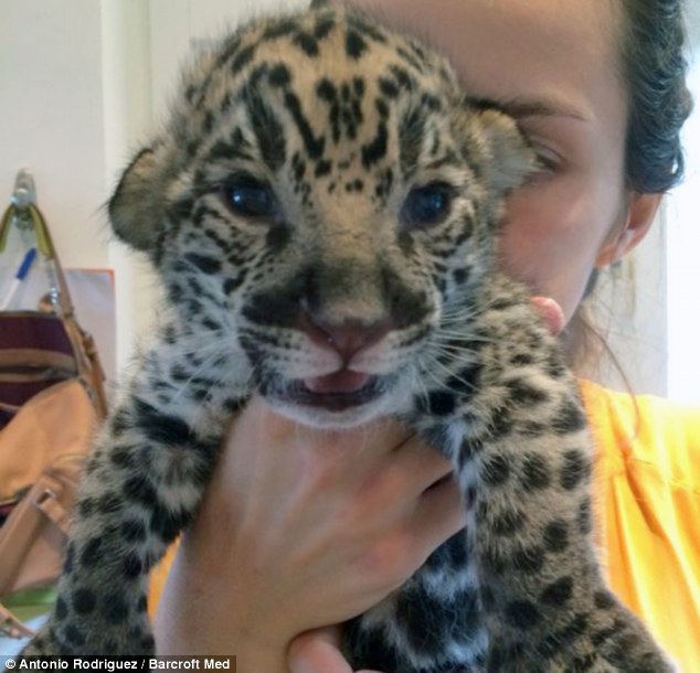 Please save my baby, the mother leopard cried out to the vets. A newborn leopard cub was revived by vets when it couldn’t breathe after a rare cesarean section.nb