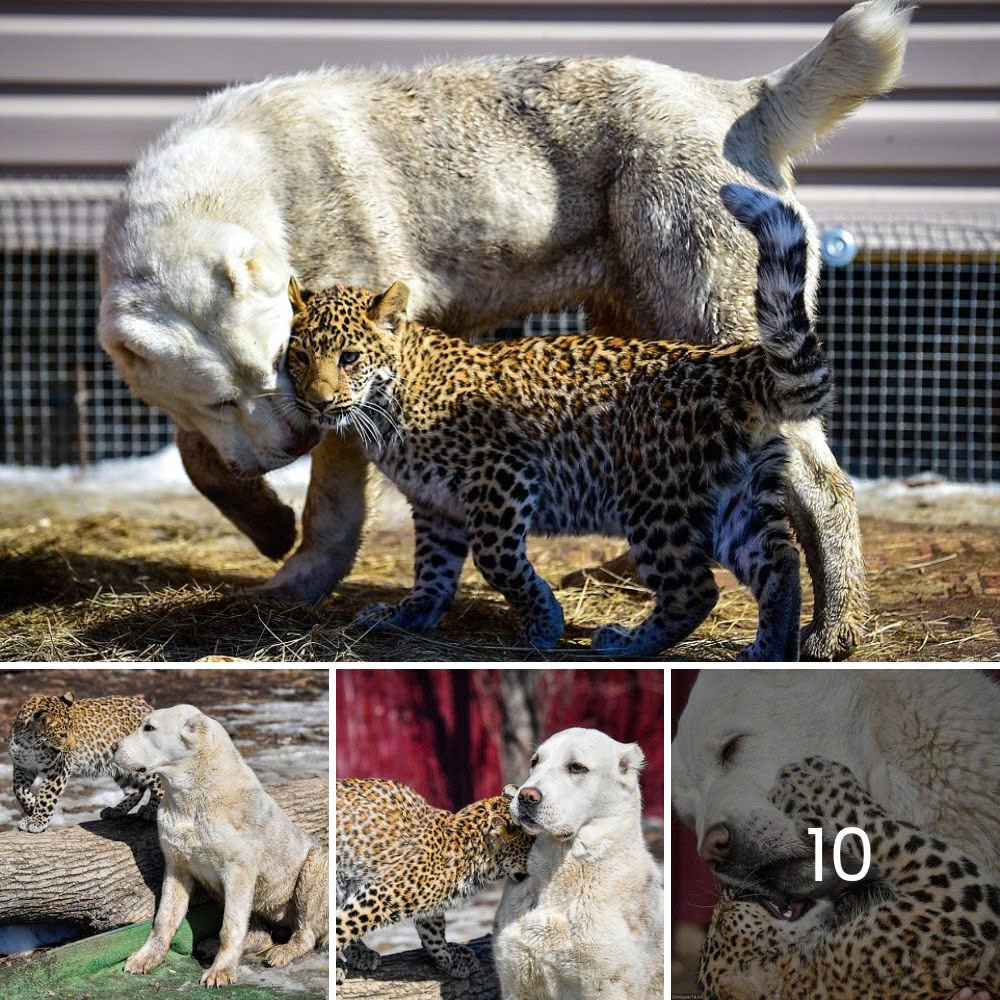 Unlikely Friendship: A Leopard Cub and Golden Retriever Defy All Odds