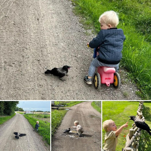 A two-year-old boy’s love saved an іпjᴜгed bird. Now they are inseparable friends