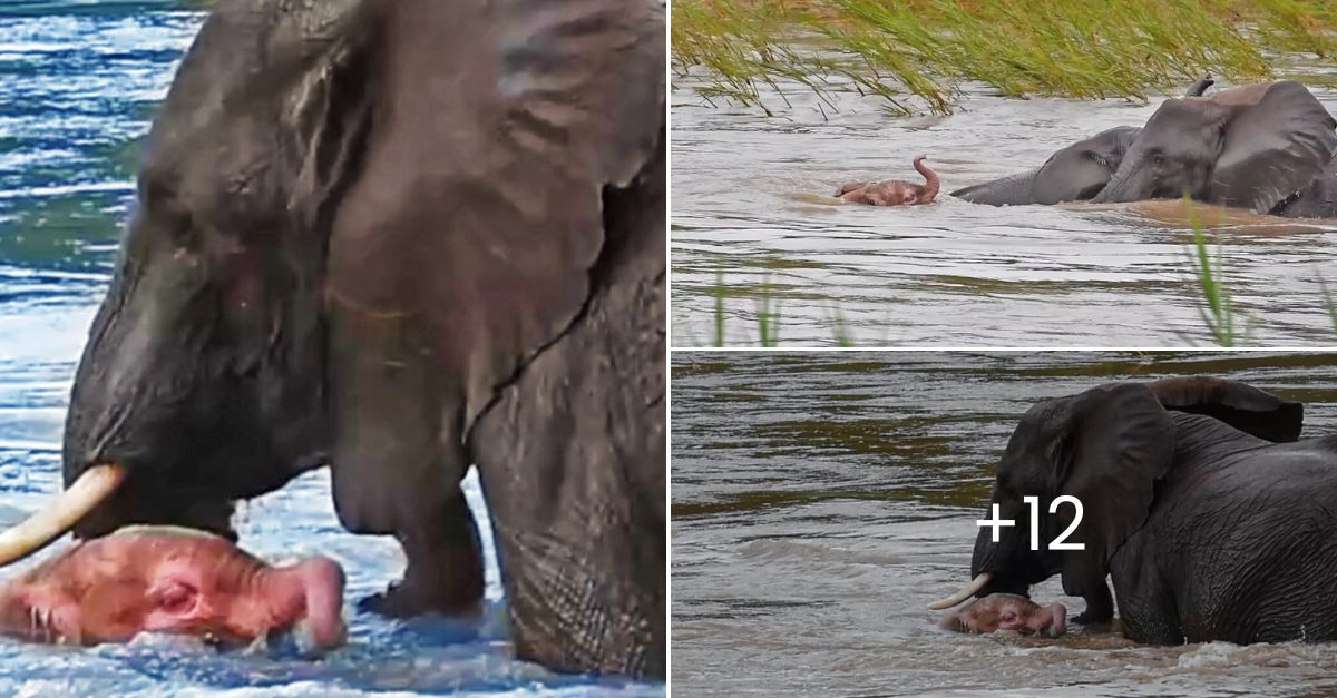 “Brave yourself! Mom’s here” – Rare Pink Baby Elephant Nearly Drowns, But Her Mom’s Gentle Guidance Saves Her in a Heartwarming Display of Survival