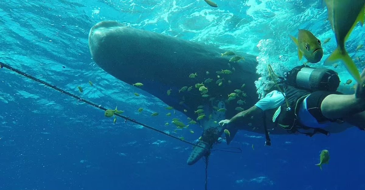 Diver heroically saves a 33ft sperm whale entangled in ropes during a daring rescue operation, freeing the majestic creature and giving it a second chance at life.