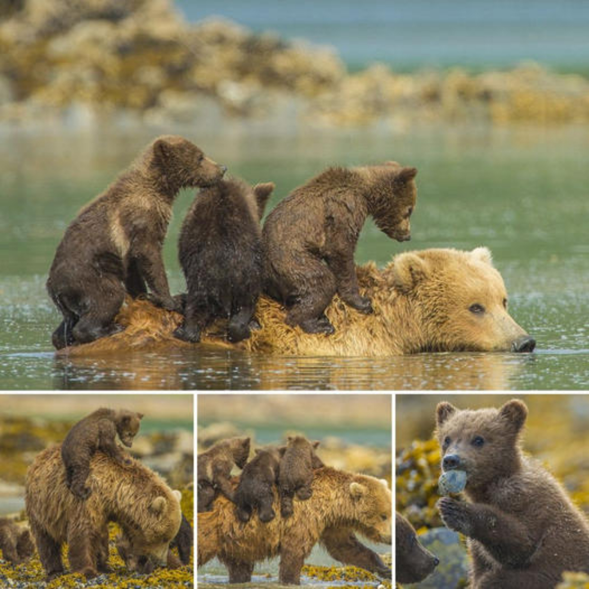 Don’t worry, I’ll take you across the river! Take a river trip in style as grizzly bear cubs hitch a ride on their mother’s back across a river in Alaska