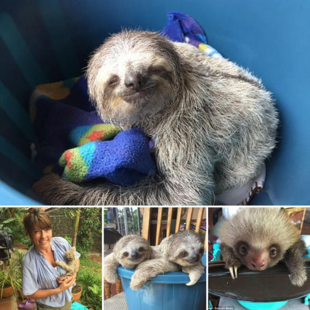 Heartwarming Rescue: Orphaned Baby Sloths Learn to Climb with a Rocking Chair After Losing Their Mother