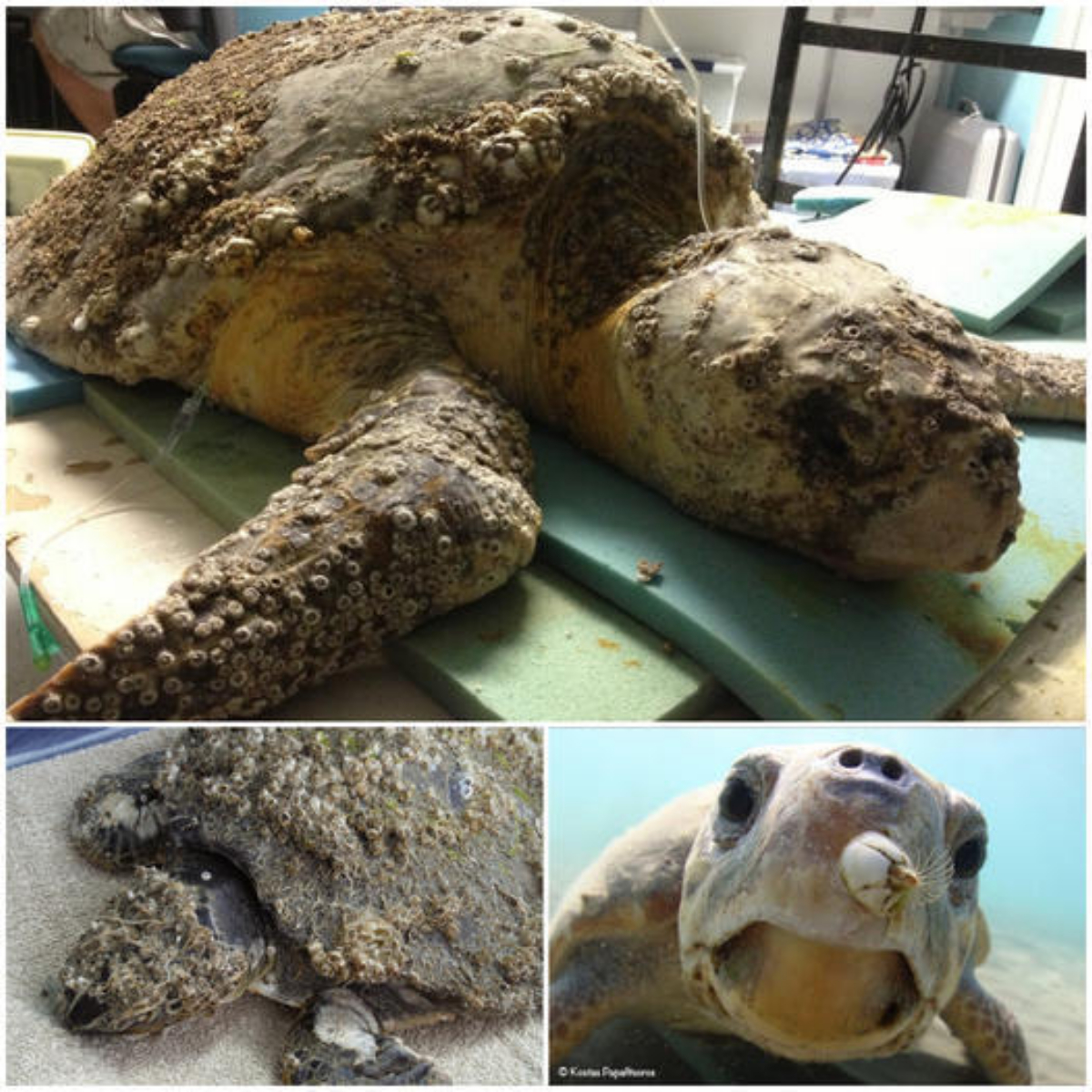 I can’t imagine how difficult it was! Rescuers Gently Remove Over 100 Barnacles and 8 Pounds of Debris from a Struggling Loggerhead Turtle, a Heartwarming Act of Care