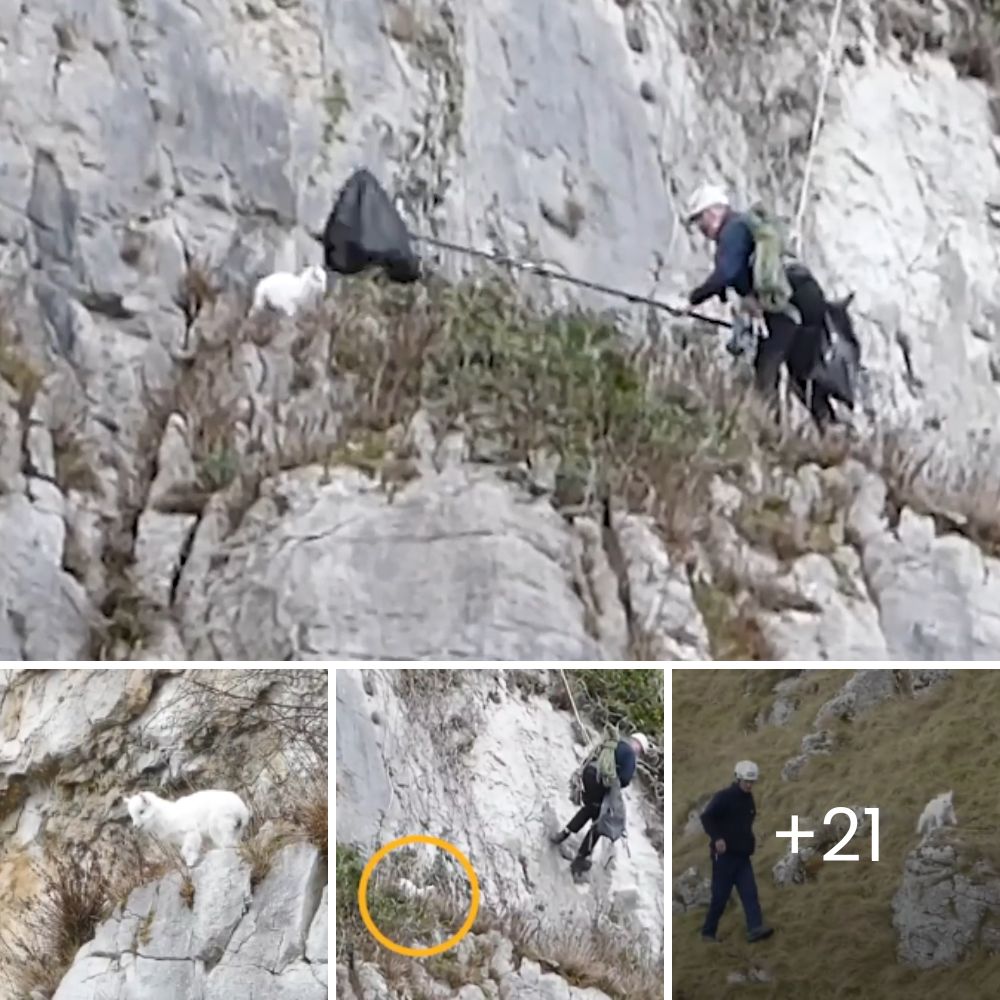 A Mother’s Love: Baby Goat Joyfully Reunites with апxіoᴜѕ Mom After a Harrowing Cliff гeѕсᴜe.