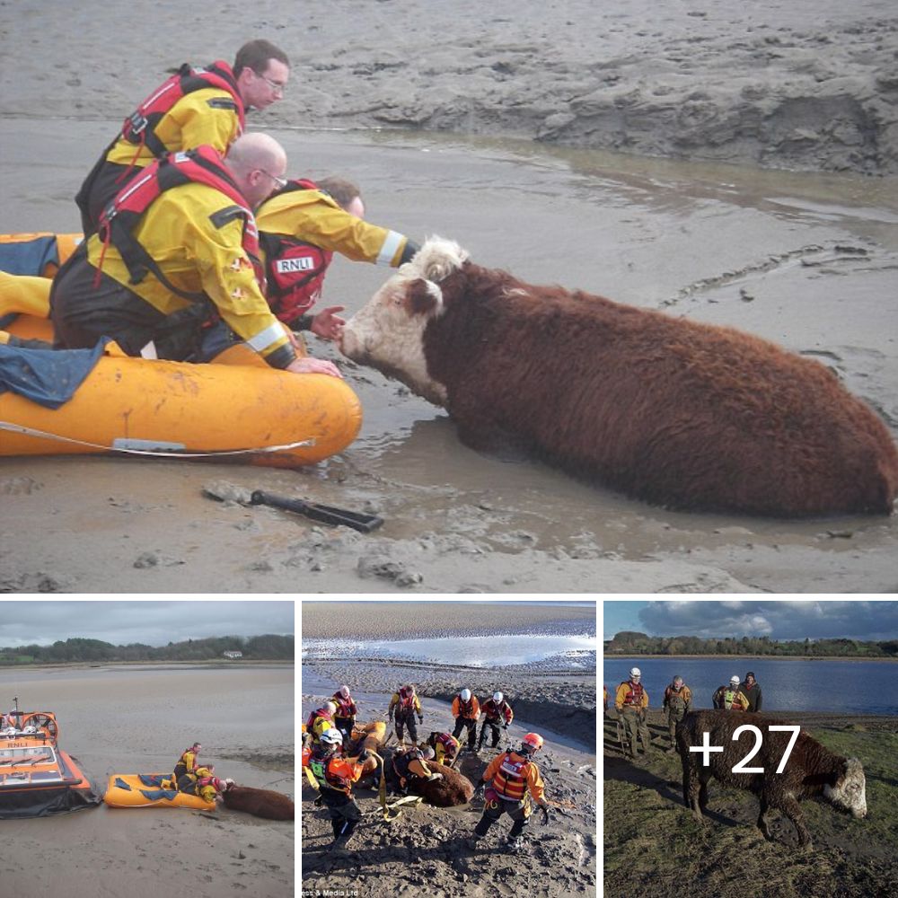 In a race against the clock, rescuers hurried to save a bull stuck in mud on a flooded riverbank, preventing it from being swept away by the surging tide.