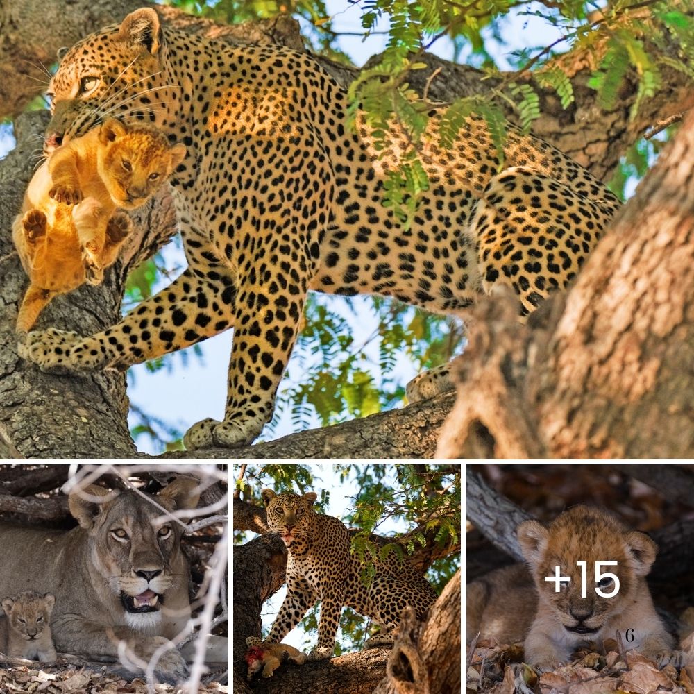 THE SHOCKING and never-before-seen moment a leopard found an active lion den and sprinted off with a lion cub! qg