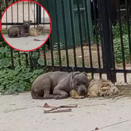 “Please… don’t take her. She’s all I have left.” Two abandoned dogs cling to each other in fear and love — until rescuers uncover the heartbreaking truth.hi