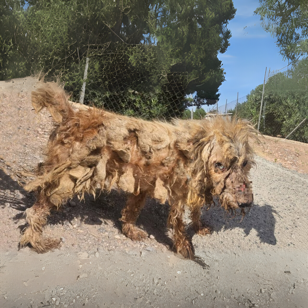“Ya no veo el camino… pero sigo esperando a alguien” — El renacer de un perro olvidado entre el polvo y la indiferencia.hi