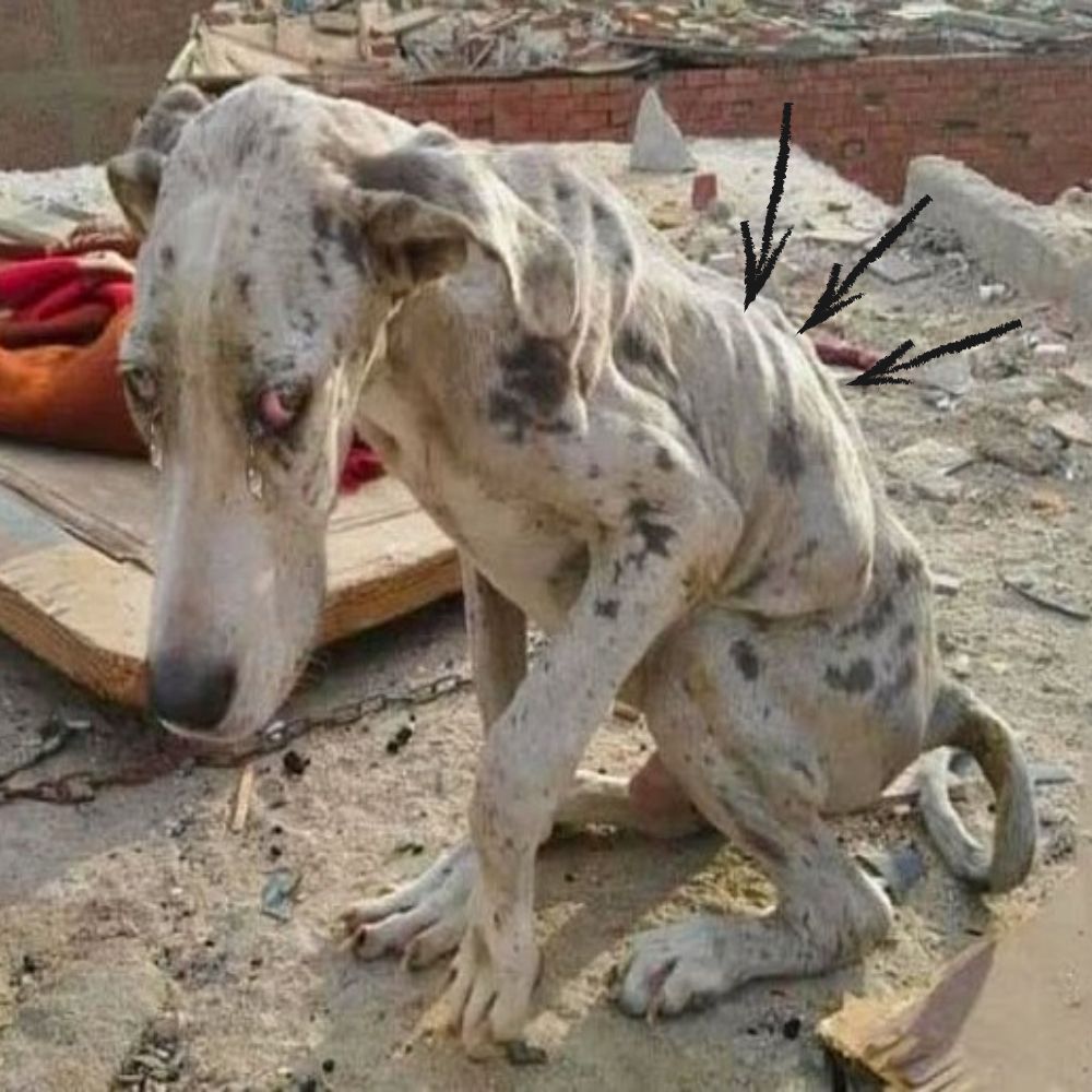 Su rostro reflejaba tristeza y su cuerpo no era más que piel y huesos tras tantos días de hambre, pero su corazón seguía lleno de esperanza.
