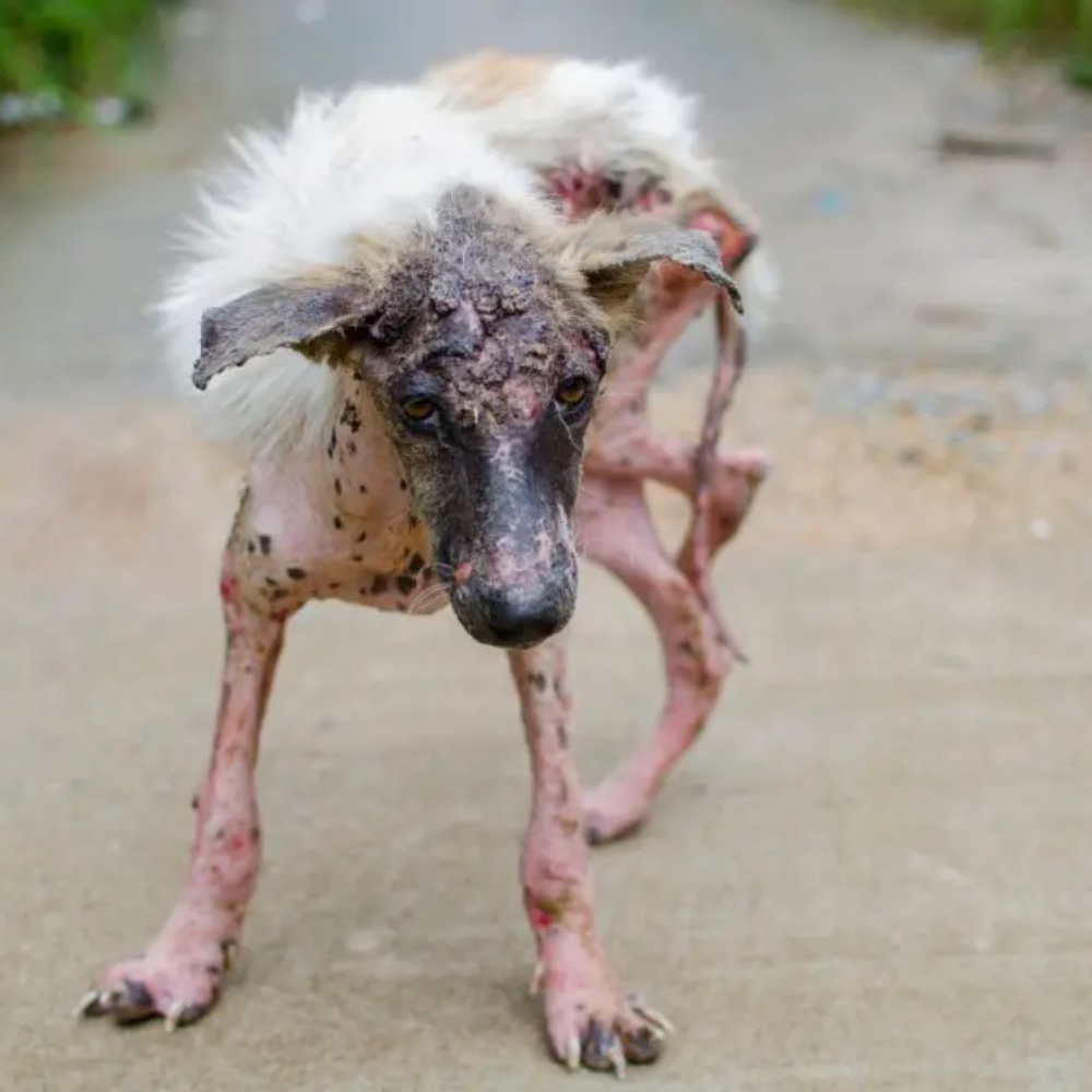 “No me mires con lástima… ayúdame” – El grito silencioso de un perro que la sociedad decidió ignorar.hi