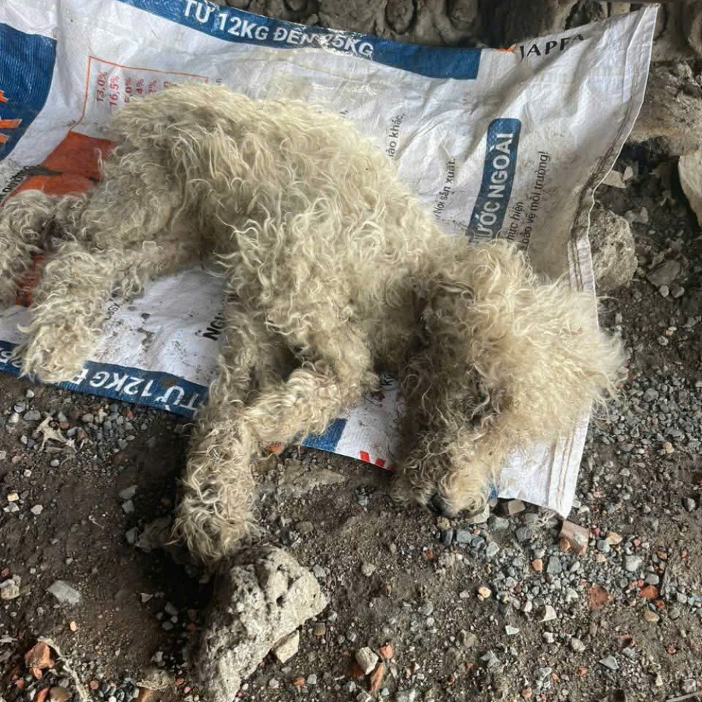 “Ya no me quedan fuerzas para moverme… pero aún espero que alguien me vea.” Este perrito fue encontrado tirado entre escombros, como si su vida no valiera nada. Nadie lo escuchó llorar. Nadie se detuvo. Pero él seguía esperando… con la última chispa de esperanza que le quedaba.hi