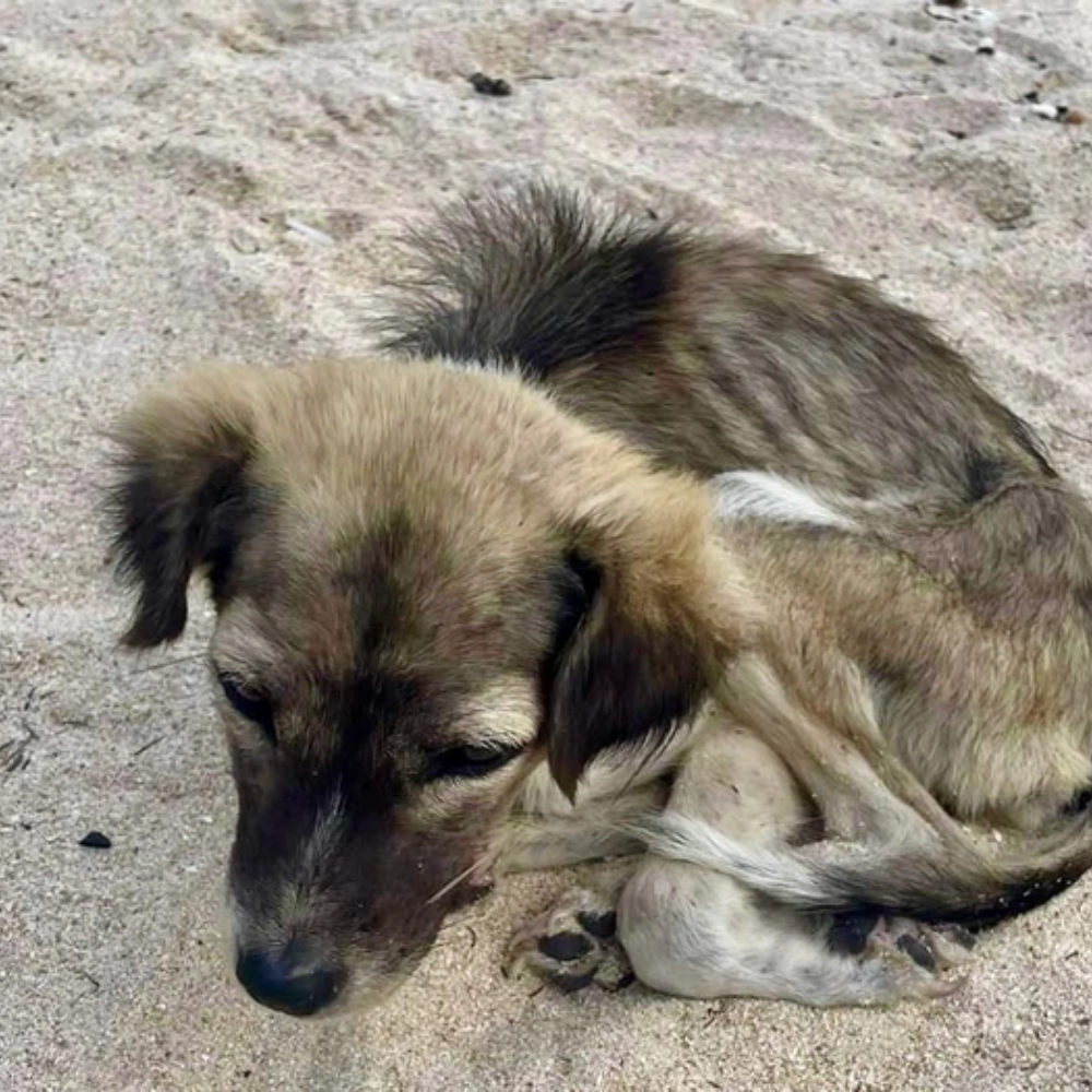 “I Don’t Know What I Did Wrong…”: Abandoned Dog’s Heartbreaking Rescue from a Lonely Island.hi