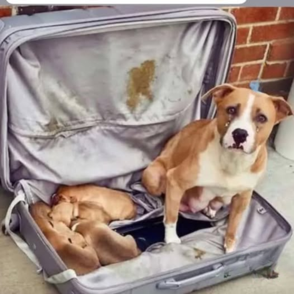 Una madre perruna encontrada en una maleta con sus cachorros conmovió al mundo.hi