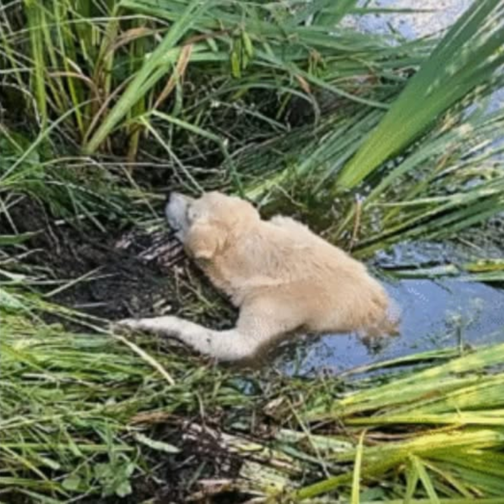 Cuando todo parecía perdido, llegó el milagro: un rescate entre el barro.hi