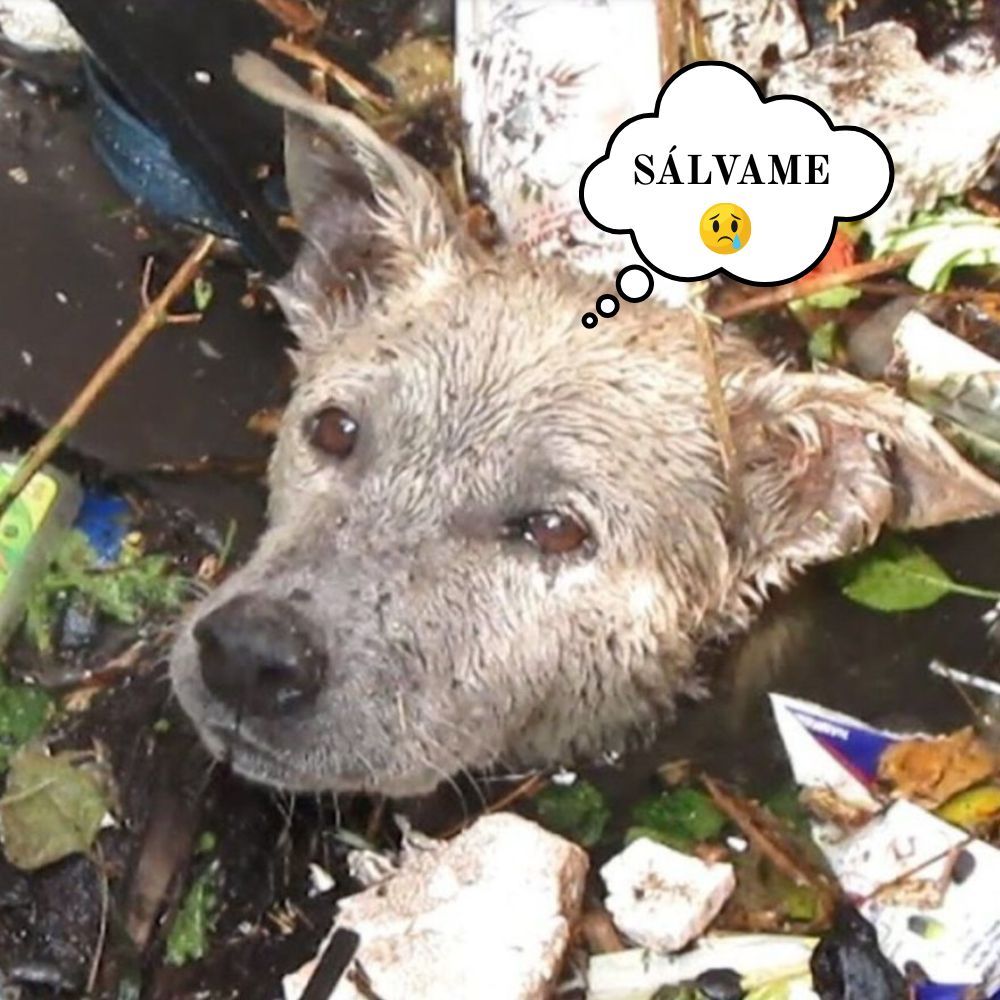 ¡Ayúdame…! Desesperado sobre el frío agua, el pequeño perrito grita esperando que alguien lo salve. .ni