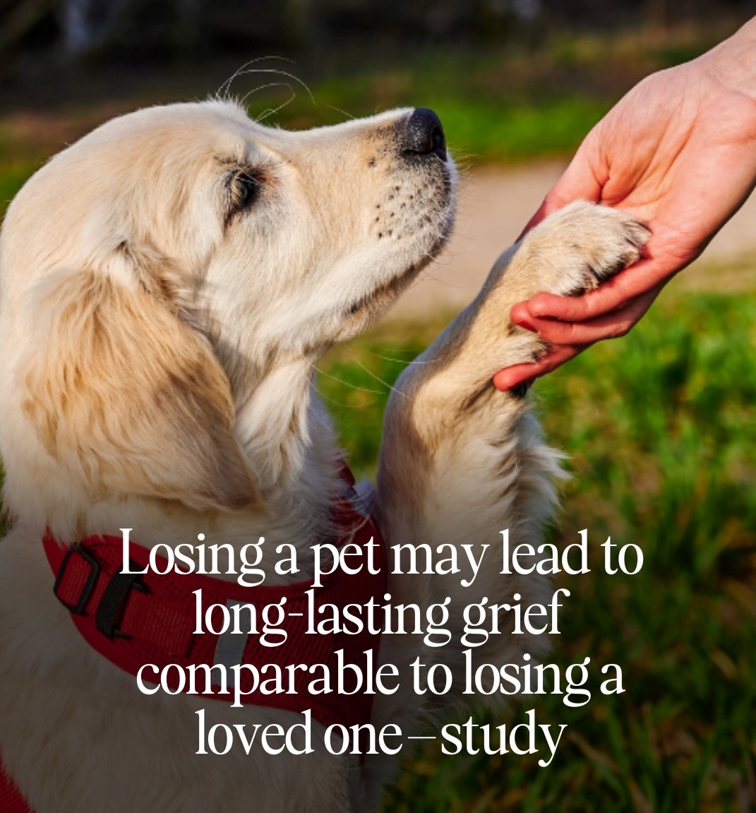 Losing a pet may lead to long-lasting grief comparable to losing a loved one—study