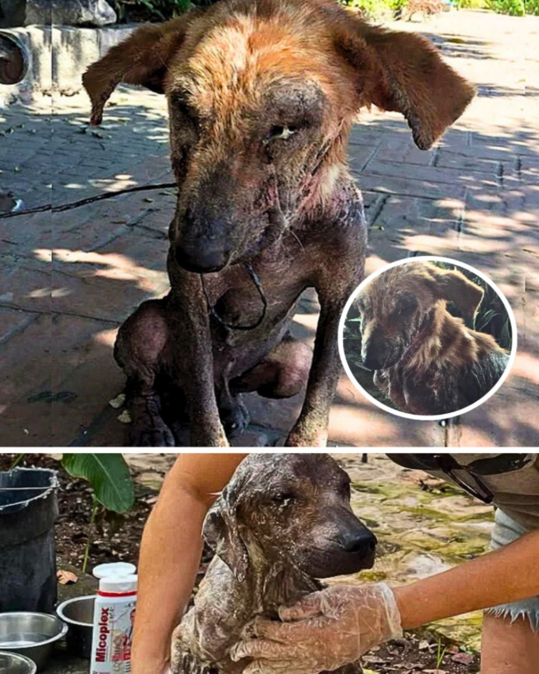 From Shadows to Sunshine: The Story of Lucky and the Woman Who Chose 