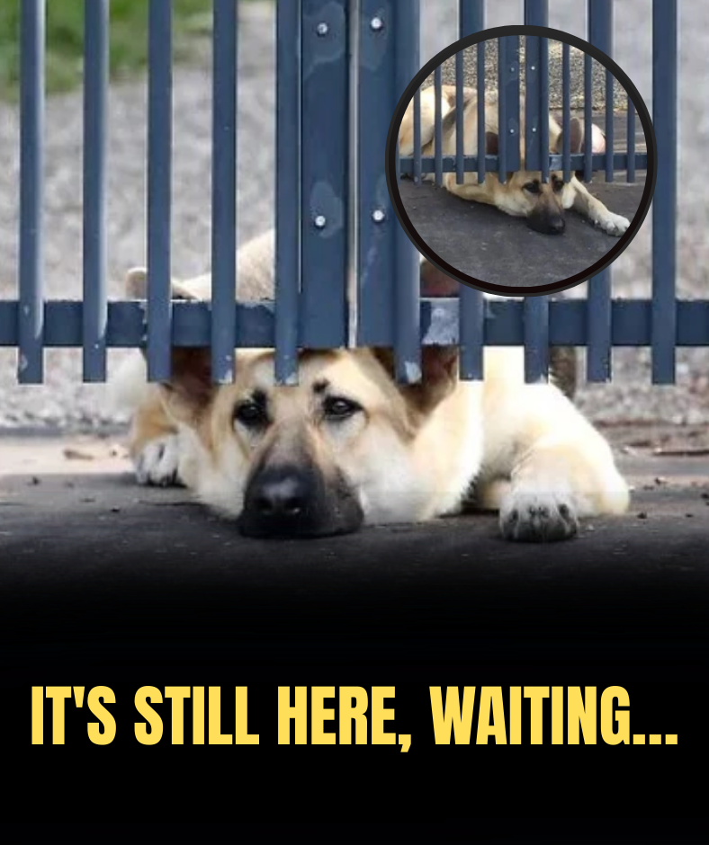 The image of the sad dog waiting for its owner, who died in a plane crash, brought many to tears.