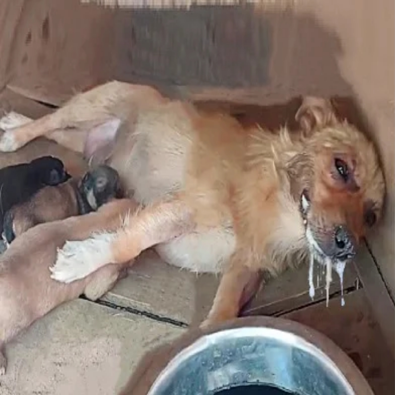 Poisoned Dog Luna and Her Pups Find Hope, Healing, and a New Home in LA